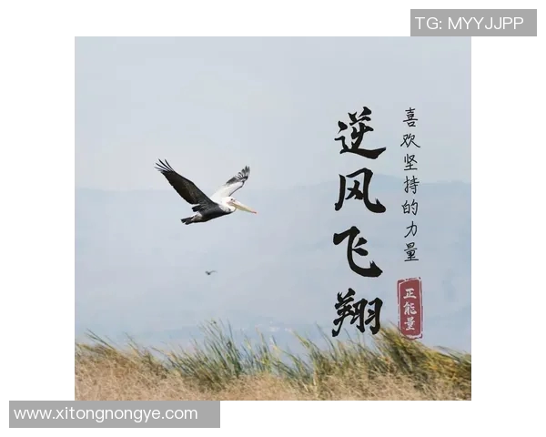 飞马与梦想战绩的较量揭示了追梦路上的坚持与奋斗精神